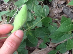 Matelea cynanchoides