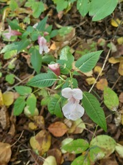 Impatiens glandulifera