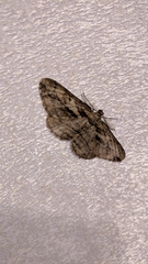 Peribatodes correptaria