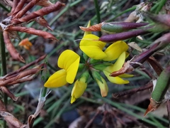 Lotus corniculatus