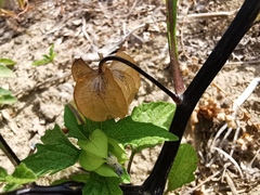 Nicandra physalodes