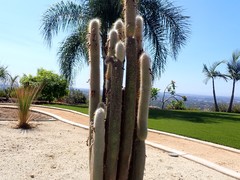 Cleistocactus strausii
