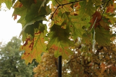 Quercus rubra