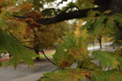Quercus rubra