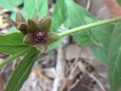 Matelea cynanchoides