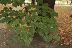 Tilia