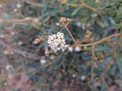 Astrotricha ledifolia