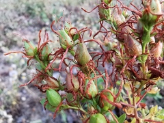 Hypericum perforatum