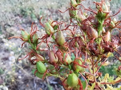 Hypericum perforatum