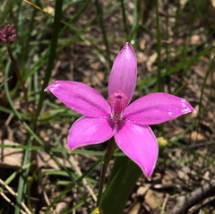 Elythranthera emarginata