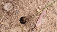 Portacosa cinerea