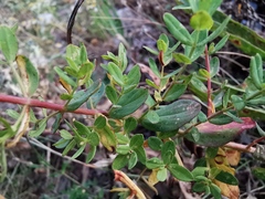 Hypericum perforatum