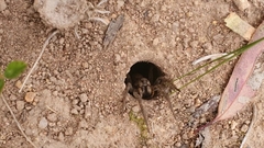 Portacosa cinerea