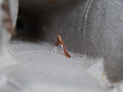 Caloptilia packardella