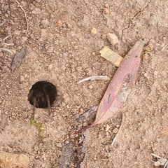 Portacosa cinerea