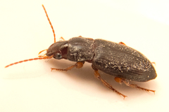 Metophonus