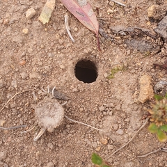 Portacosa cinerea
