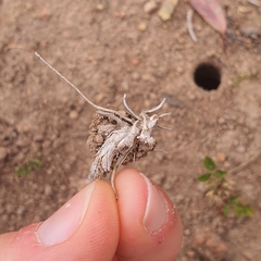 Portacosa cinerea