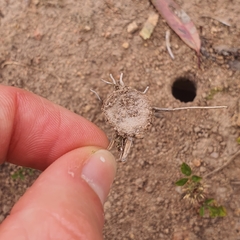 Portacosa cinerea