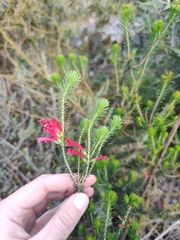 Erica abietina