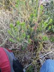 Erica abietina