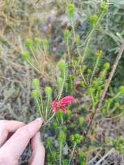 Erica abietina
