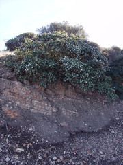 Arctostaphylos viridissima