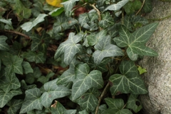Hedera helix