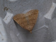 Zanclognatha jacchusalis
