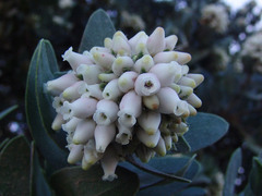 Arctostaphylos viridissima