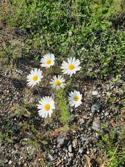 Tripleurospermum inodorum