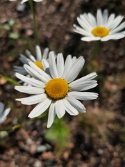 Tripleurospermum inodorum