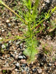 Tripleurospermum inodorum