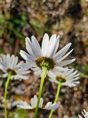 Tripleurospermum inodorum