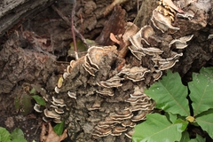 Trametes versicolor