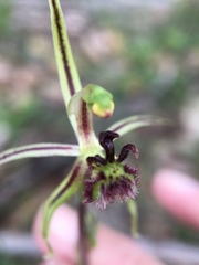 Caladenia barbarossa