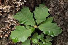 Quercus rubra