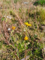 Crepis tectorum
