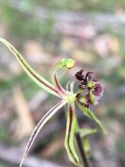 Caladenia barbarossa