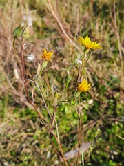 Crepis tectorum