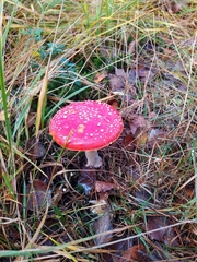 Amanita muscaria