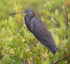 Egretta tricolor image