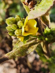 Verbascum thapsus