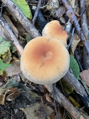 Hypholoma lateritium