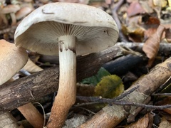 Hypholoma lateritium