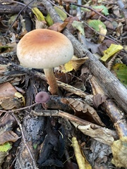 Hypholoma lateritium