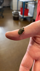Rhaphigaster nebulosa