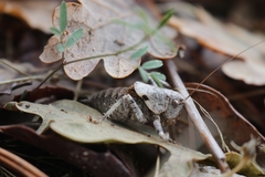 Thyreonotus bidens