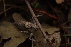 Thyreonotus bidens