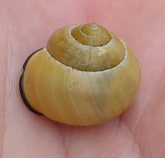 Cepaea nemoralis